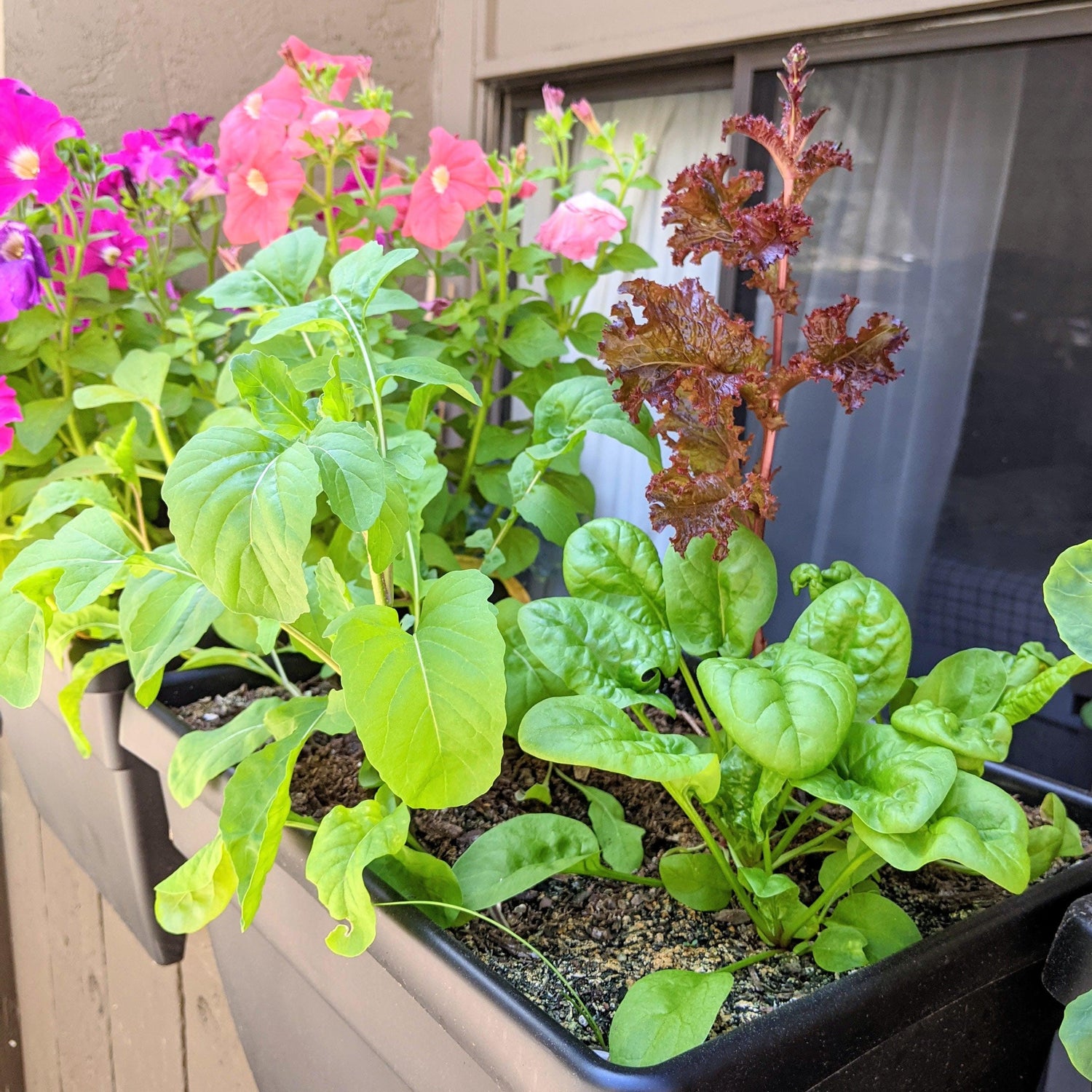 Seasonal Seeds - Plantflix
