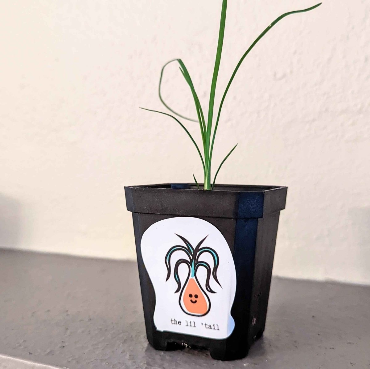 2" Lil Planty Pals Sticker Set - Plantflix
