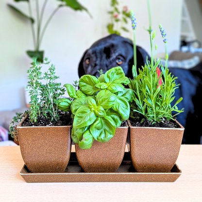 3" Rice Hull Planter Trio - Long Lasting Biodegradable Planters - Plantflix
