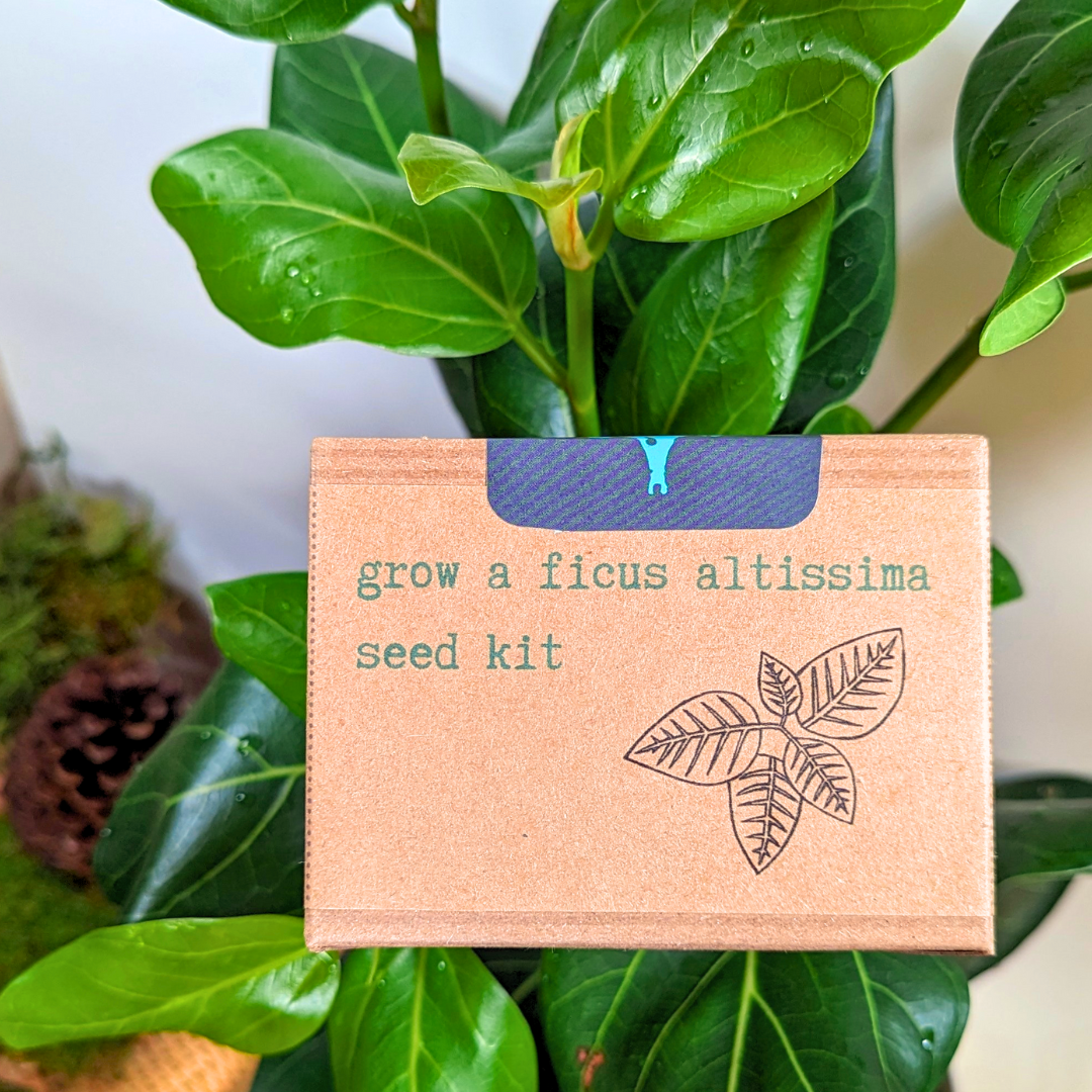 Grow a Ficus Altissima Seed Kit