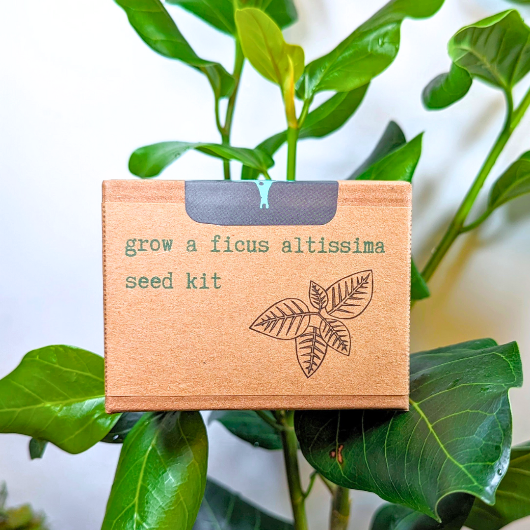 Grow a Ficus Altissima Seed Kit