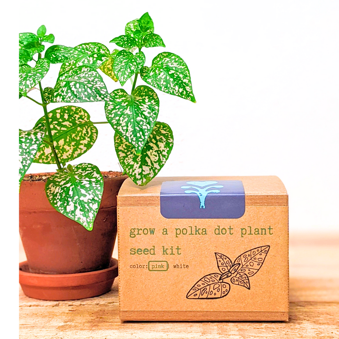 Grow a Polka Dot Seed Kit
