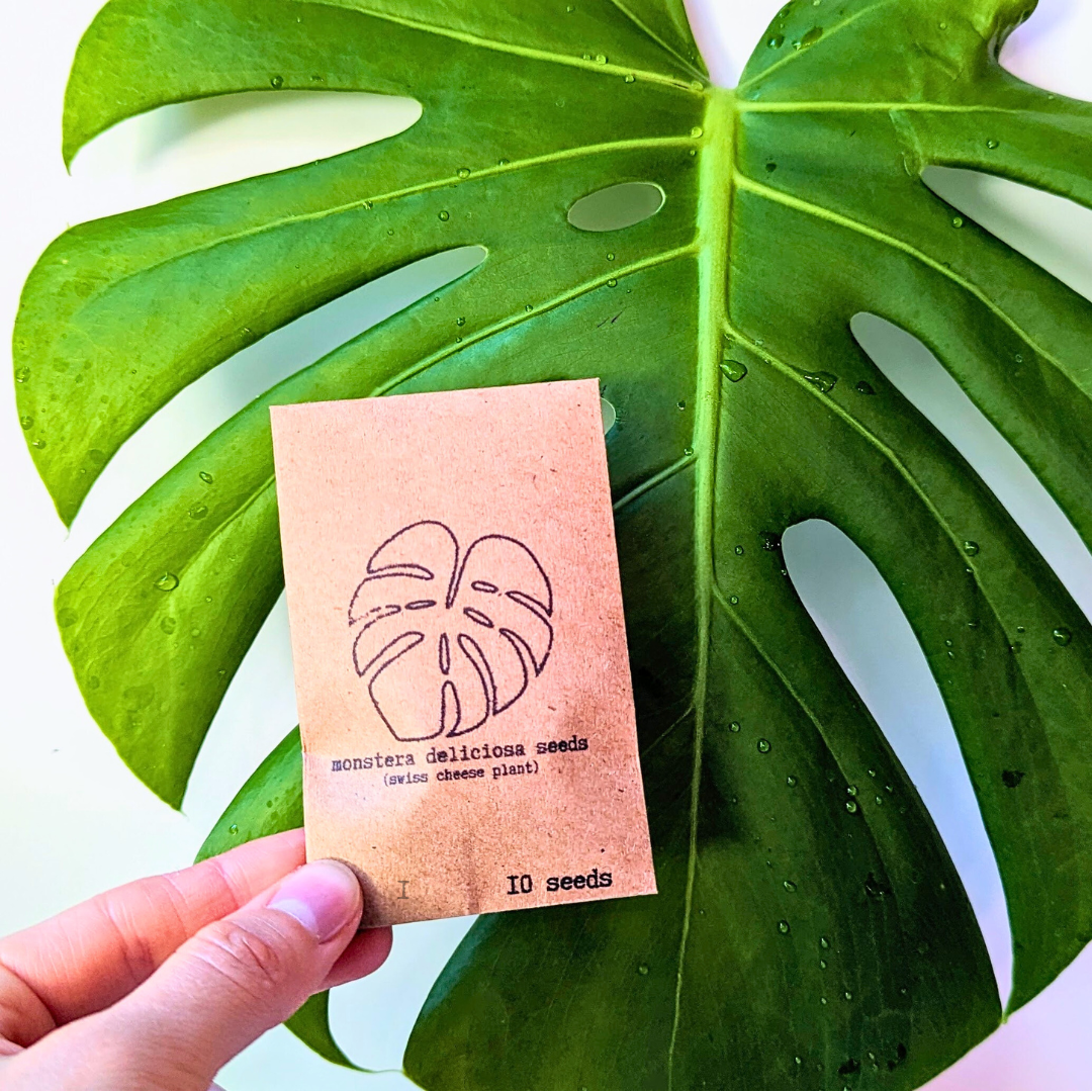 Monstera Deliciosa &quot;Swiss Cheese Plant&quot; Seeds
