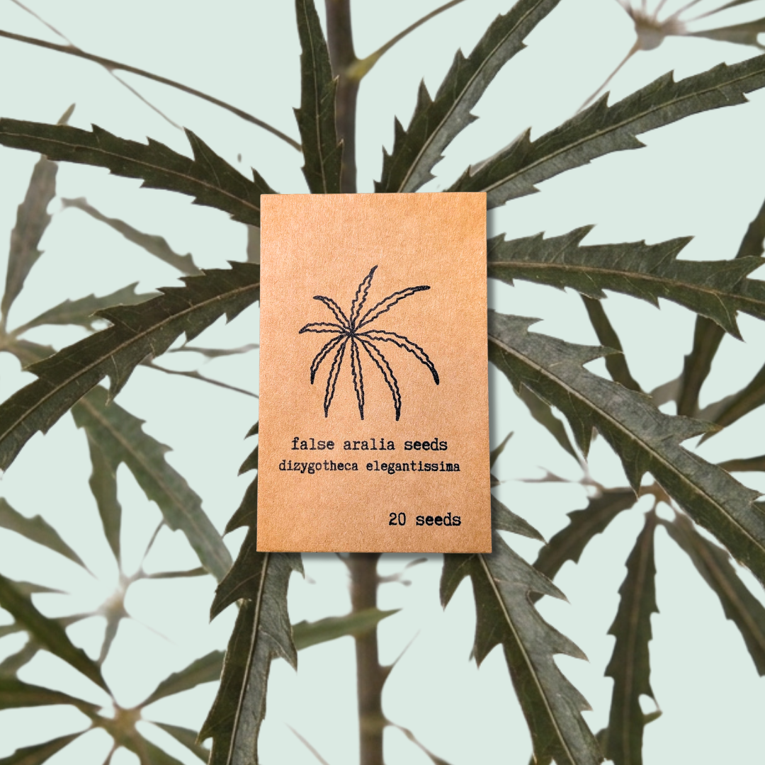 dizygotheca elegantissim false aralia seeds