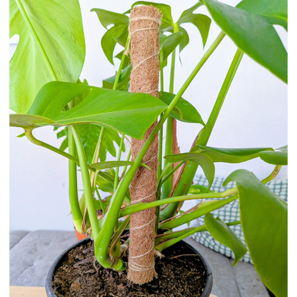 Coconut Coir Bendable Grow Pole 16&quot;- We the Wild
