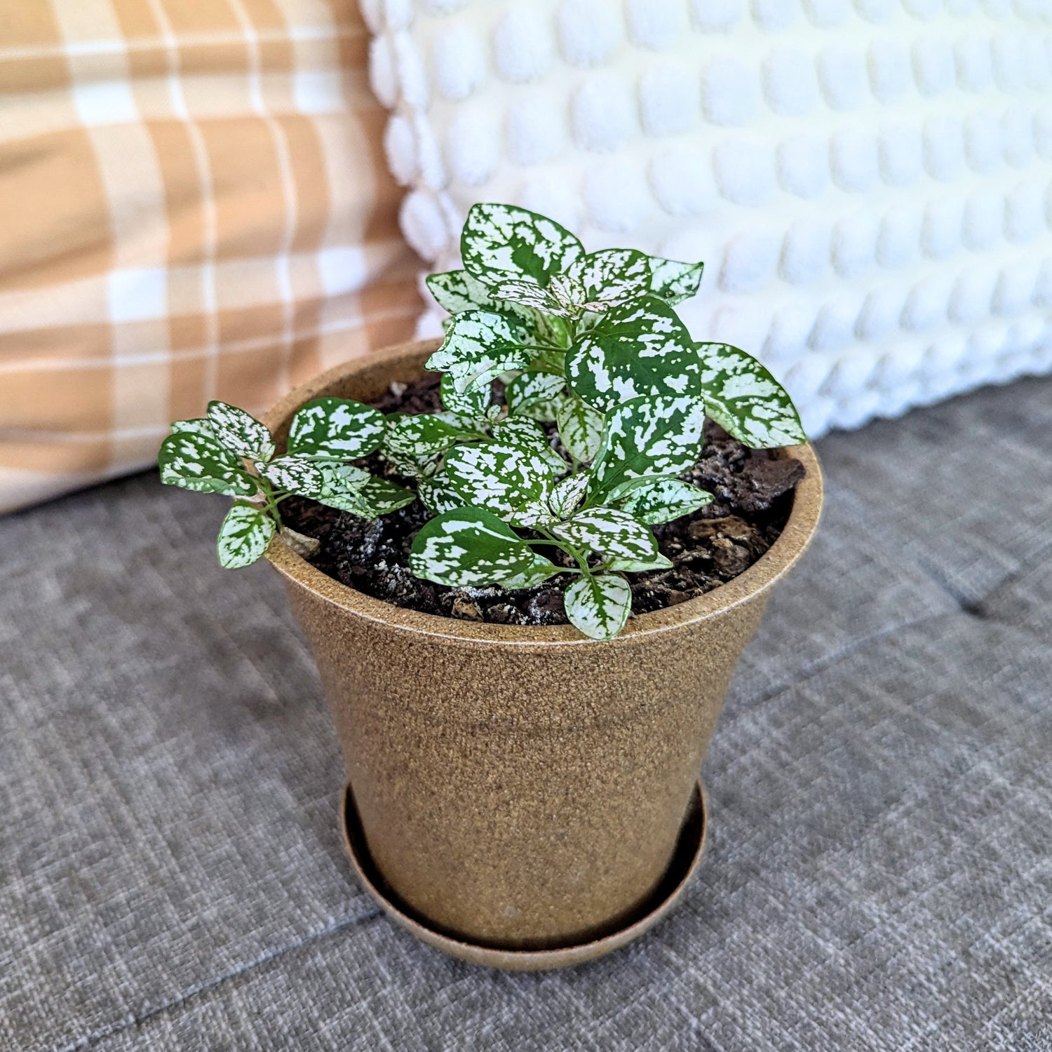 Hypoestes &