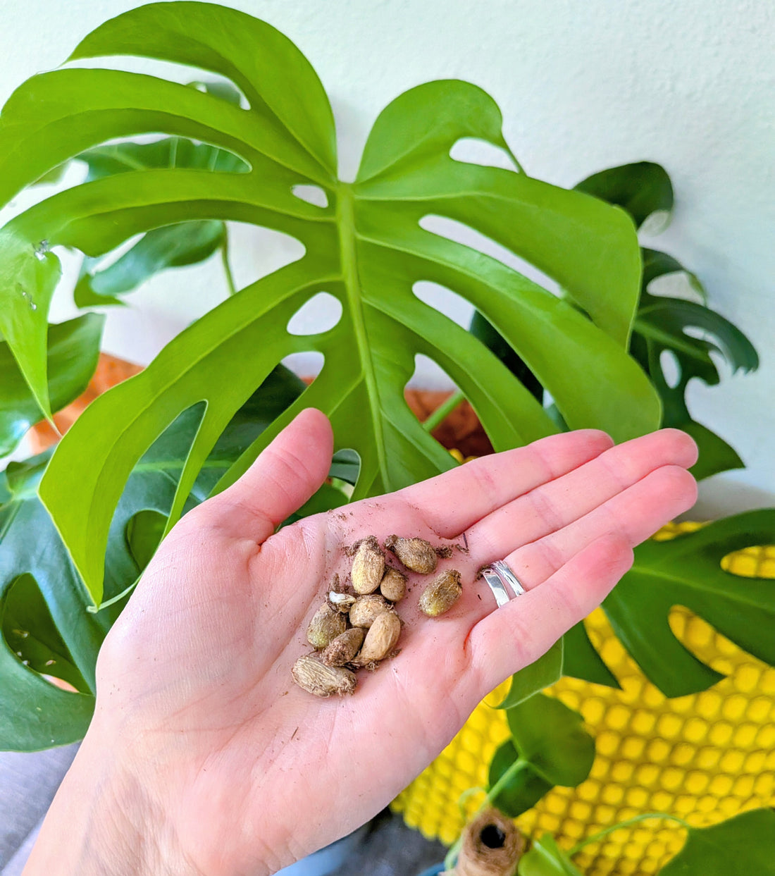 Seed-to-Sprout Monstera Plant Challenge