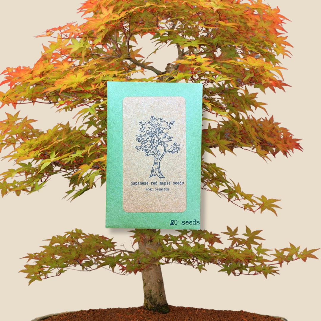 Acer Palmatum &