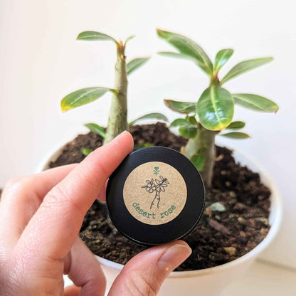 Adenium Obesum &