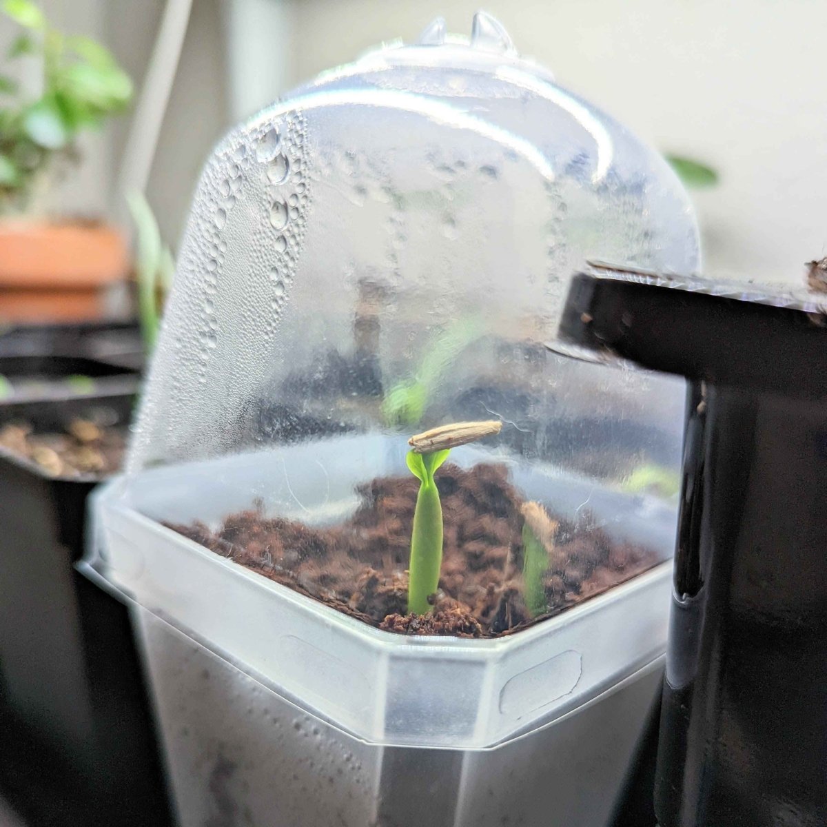adenium rose seeds Adenium Obesum 'Desert Rose' Seeds – Plantflix
