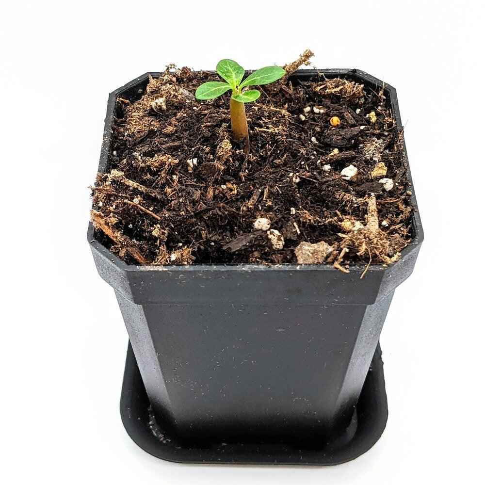 adenium rose seeds Adenium Obesum 'Desert Rose' Seeds – Plantflix