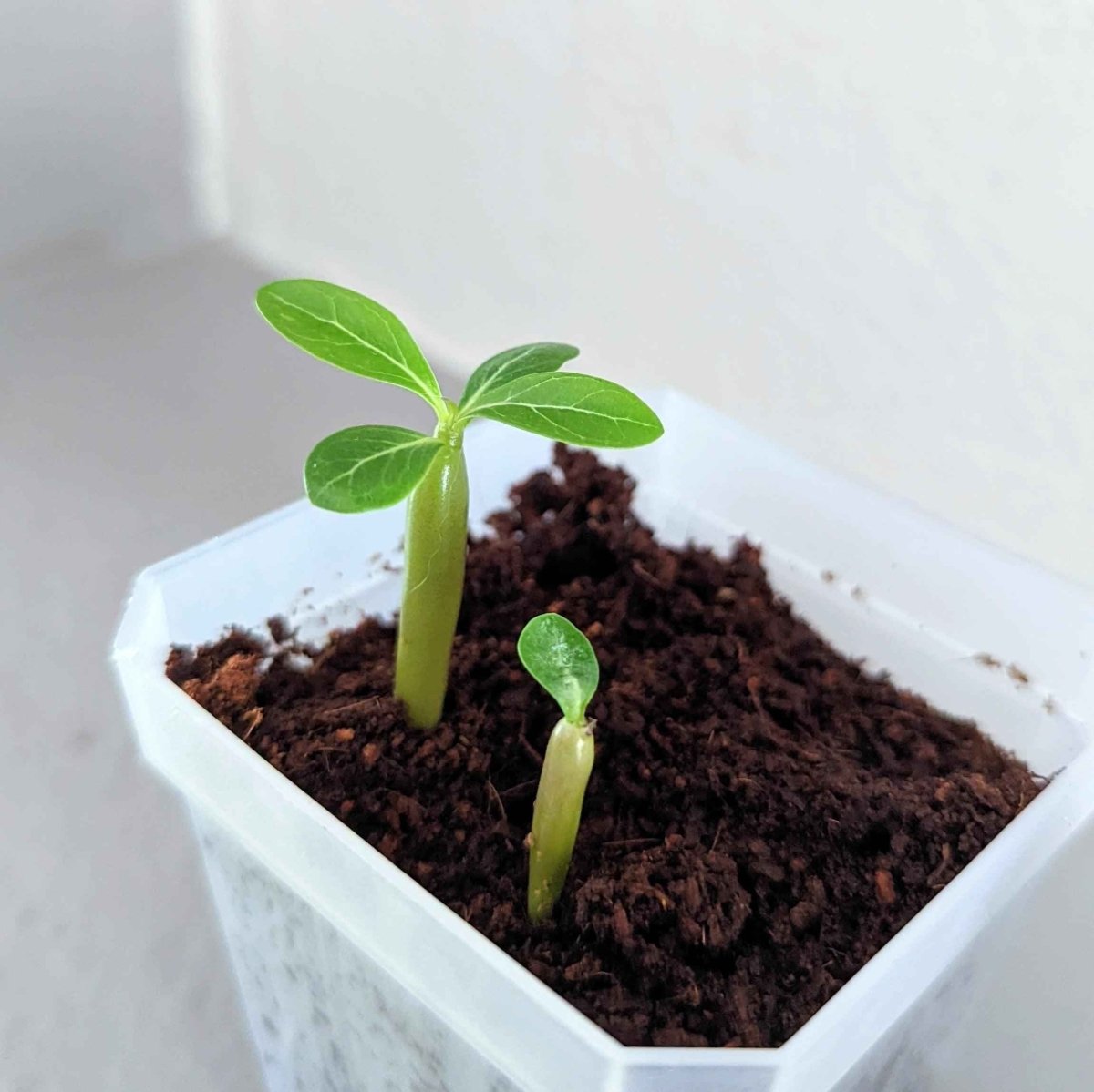 germinating desert rose seeds Adenium Obesum 'Desert Rose' Seeds – Plantflix