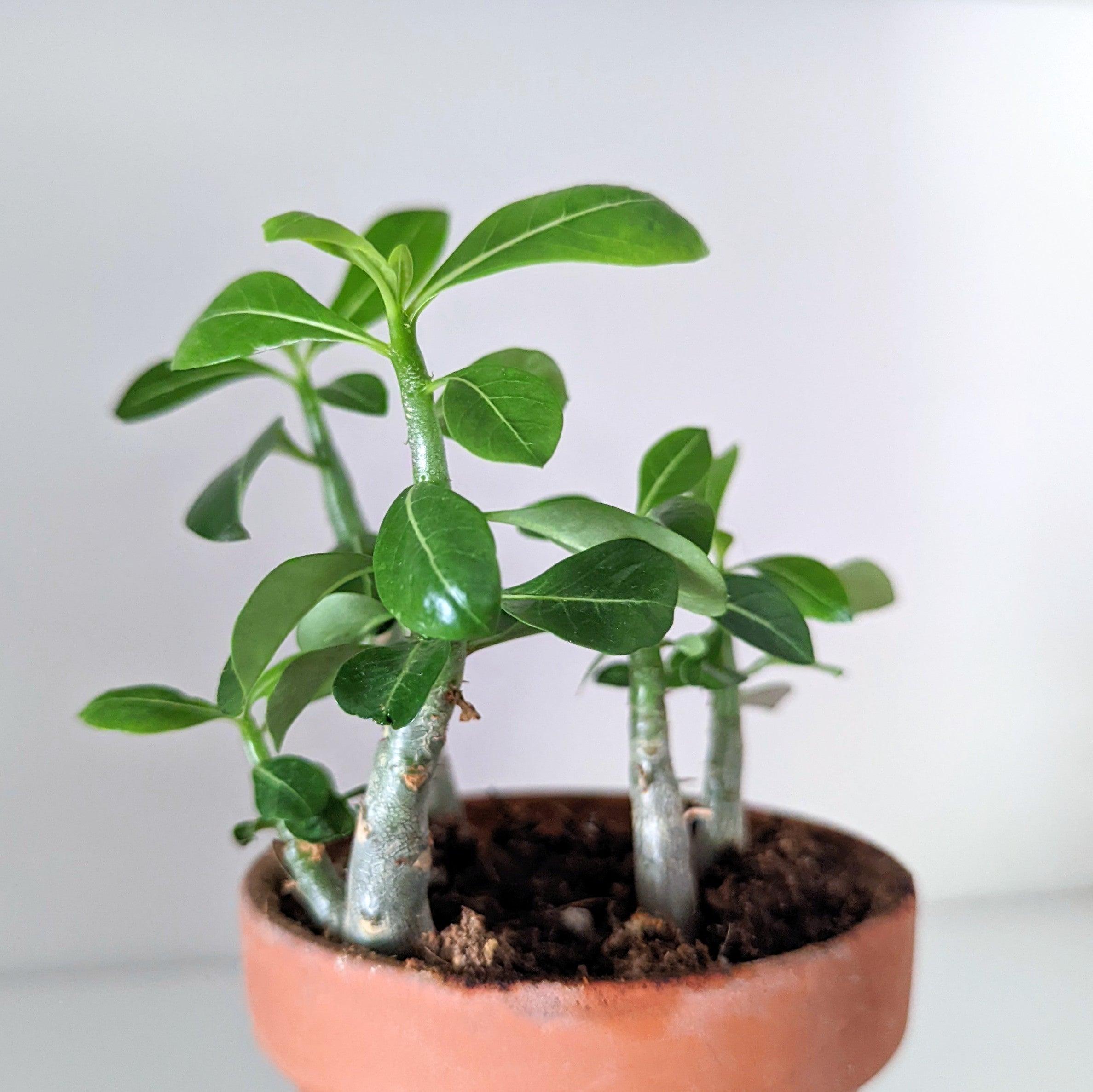 Adenium Obesum Tree Or Desert Rose In Flowerpot. Stock Photo