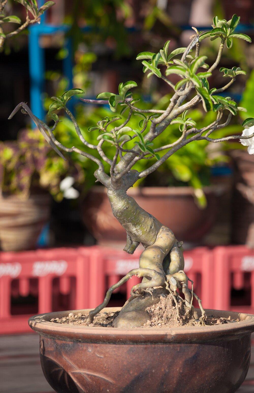 Adenium obesum (Desert Rose) - World of Succulents