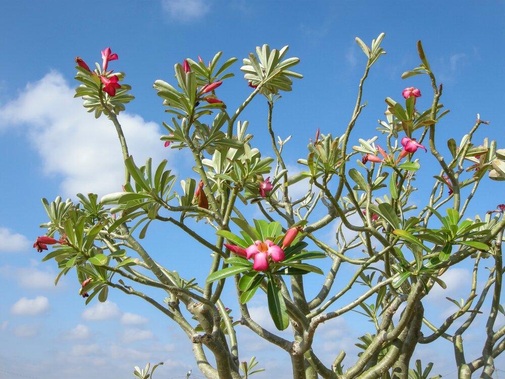 Adenium obesum (Desert Rose) - World of Succulents