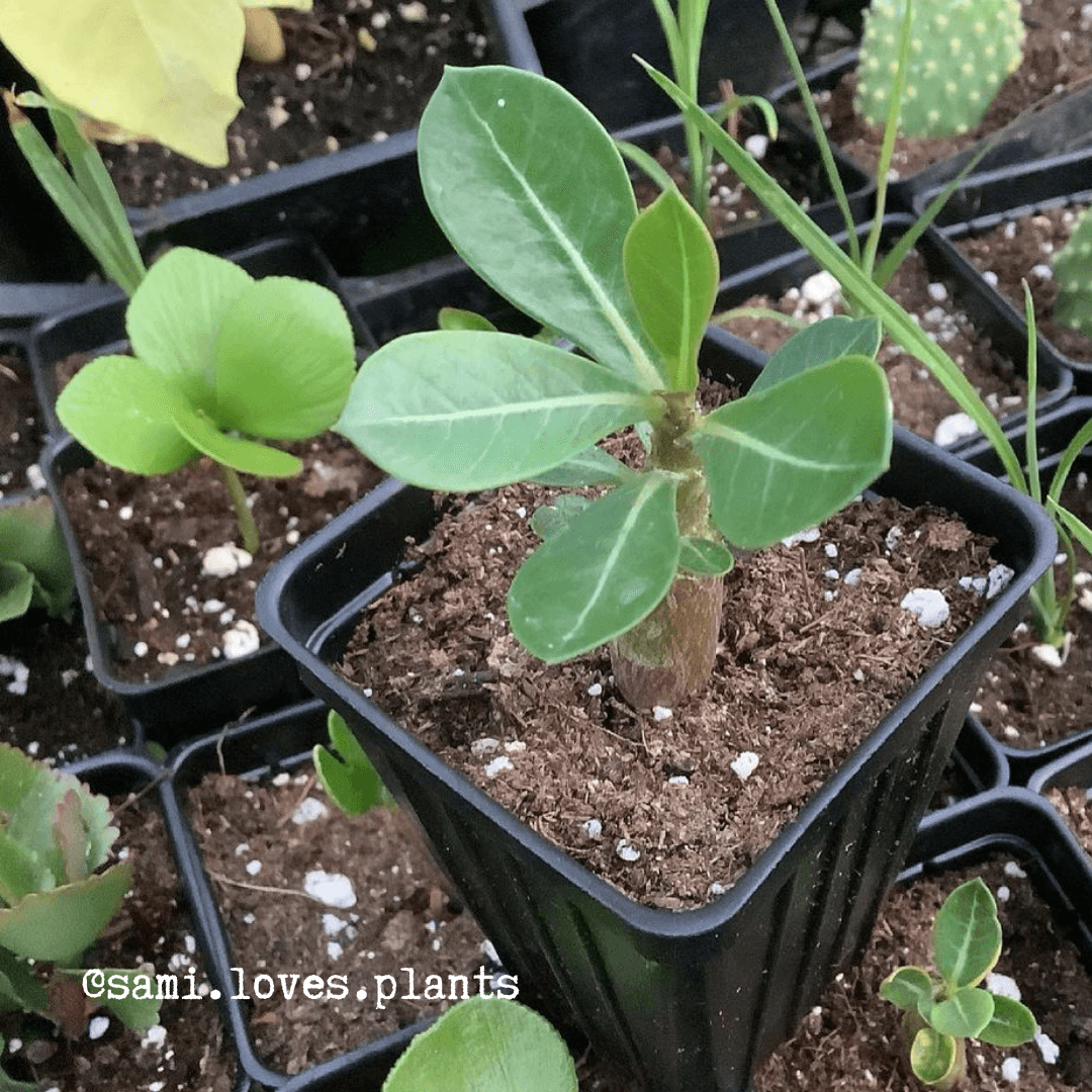 Desert Rose Plant Adenium Obesum Plant 3-4 inch Seedling