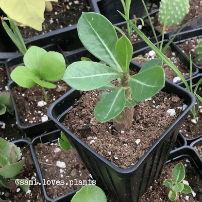 Adenium Obesum Flower & Desert Rose Seeds - heyouseeds – HeYou Seeds