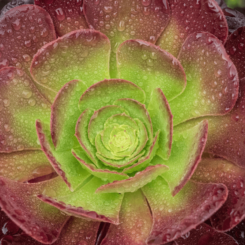 Aeonium Seed Mix - Plantflix