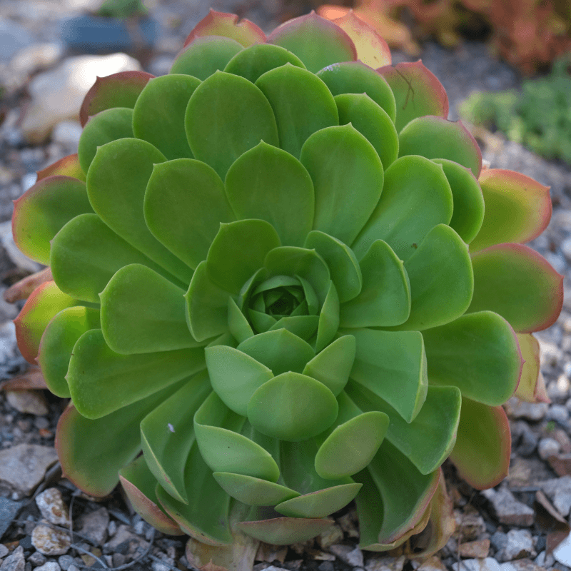 Aeonium Seed Mix - Plantflix