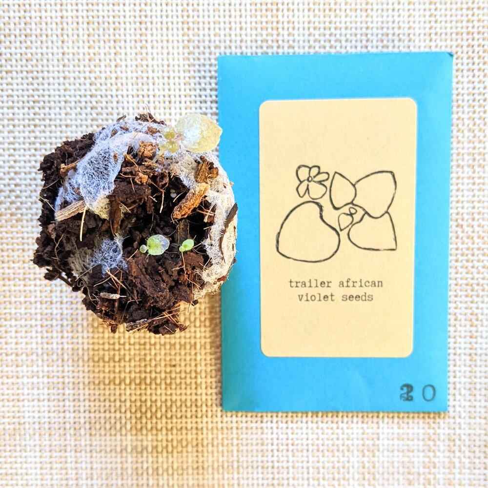 African Violet Seeds – Plantflix