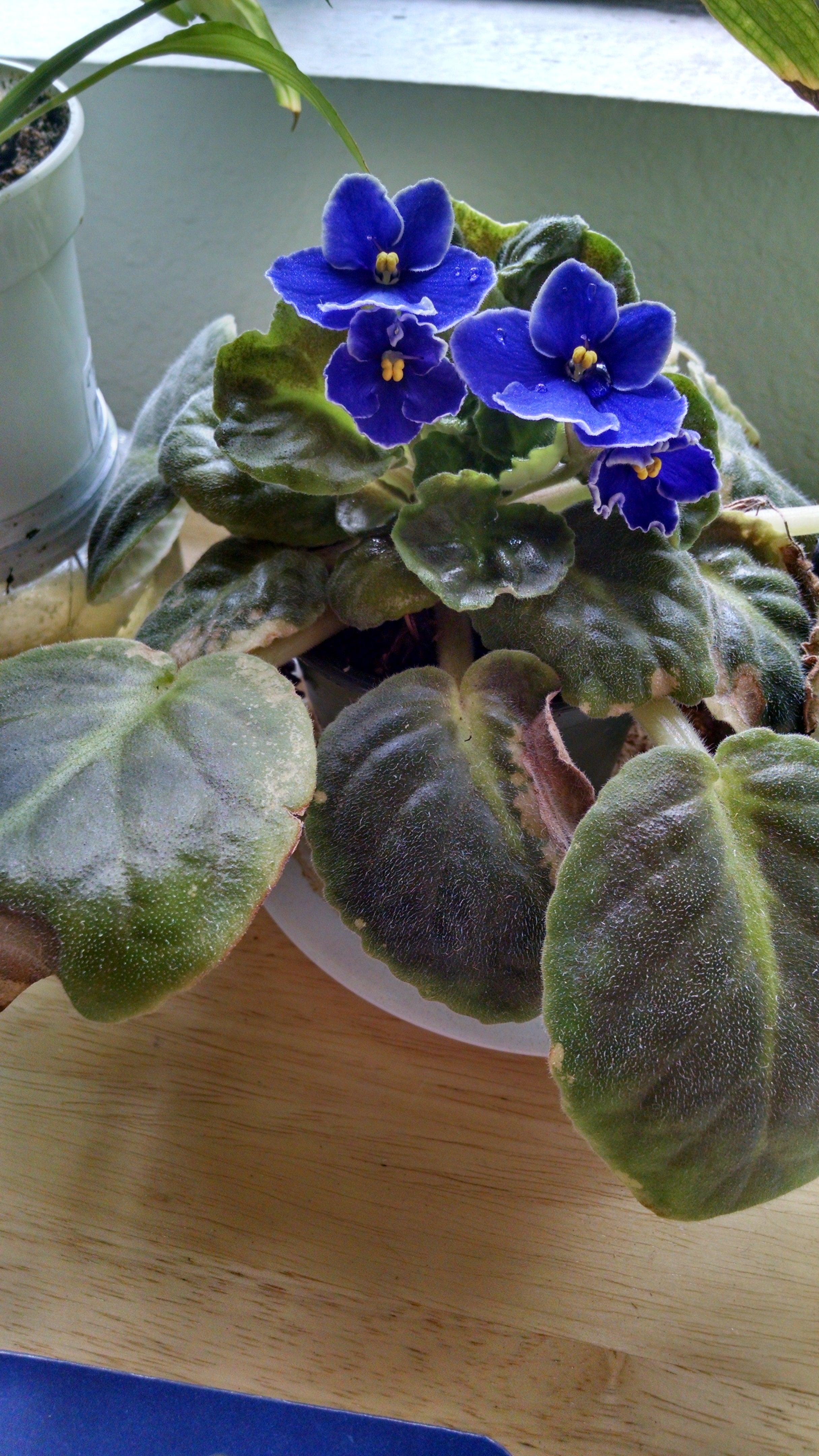 African Violet Seeds - Plantflix