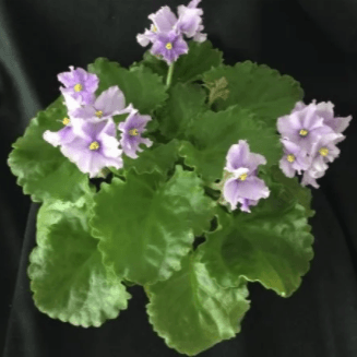 African Violet Seeds - Plantflix