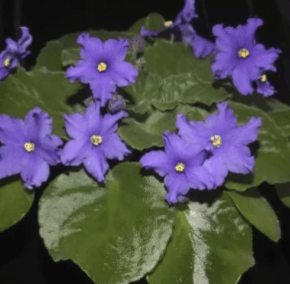 African Violet Seeds - Plantflix