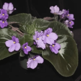 African Violet Seeds - Plantflix