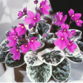 African Violet Seeds - Plantflix