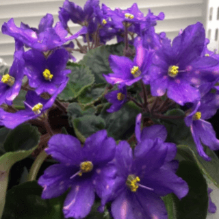 African Violet Seeds - Plantflix