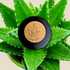 Aloe Mix Seeds - Plantflix