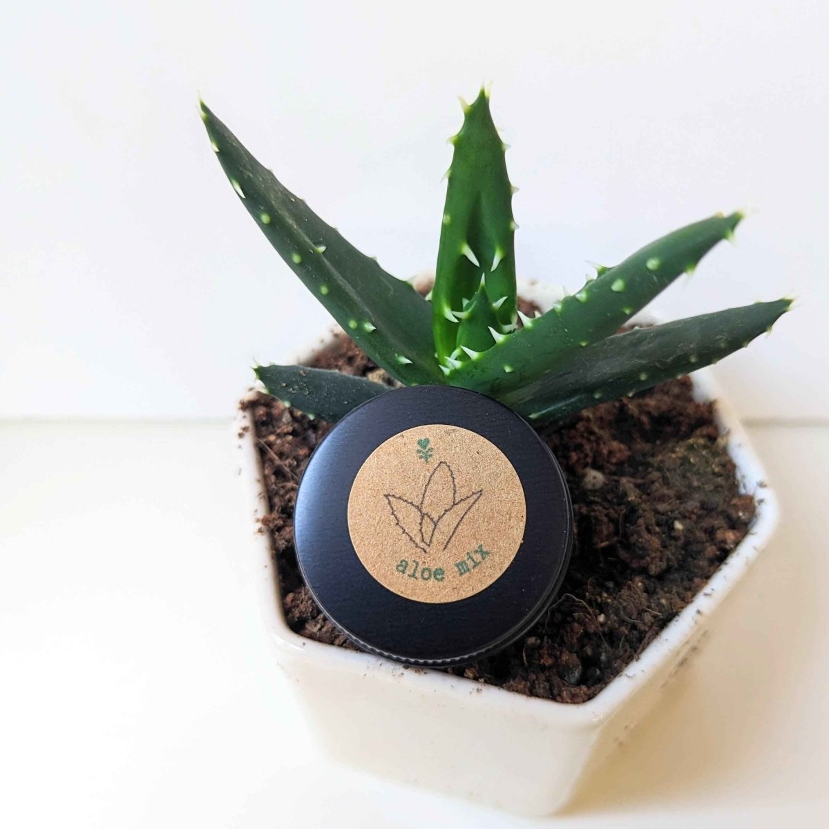 where to buy aloe vera plant seeds Aloe Mix Seeds