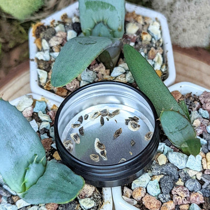 Aloe Mix Seeds - Plantflix