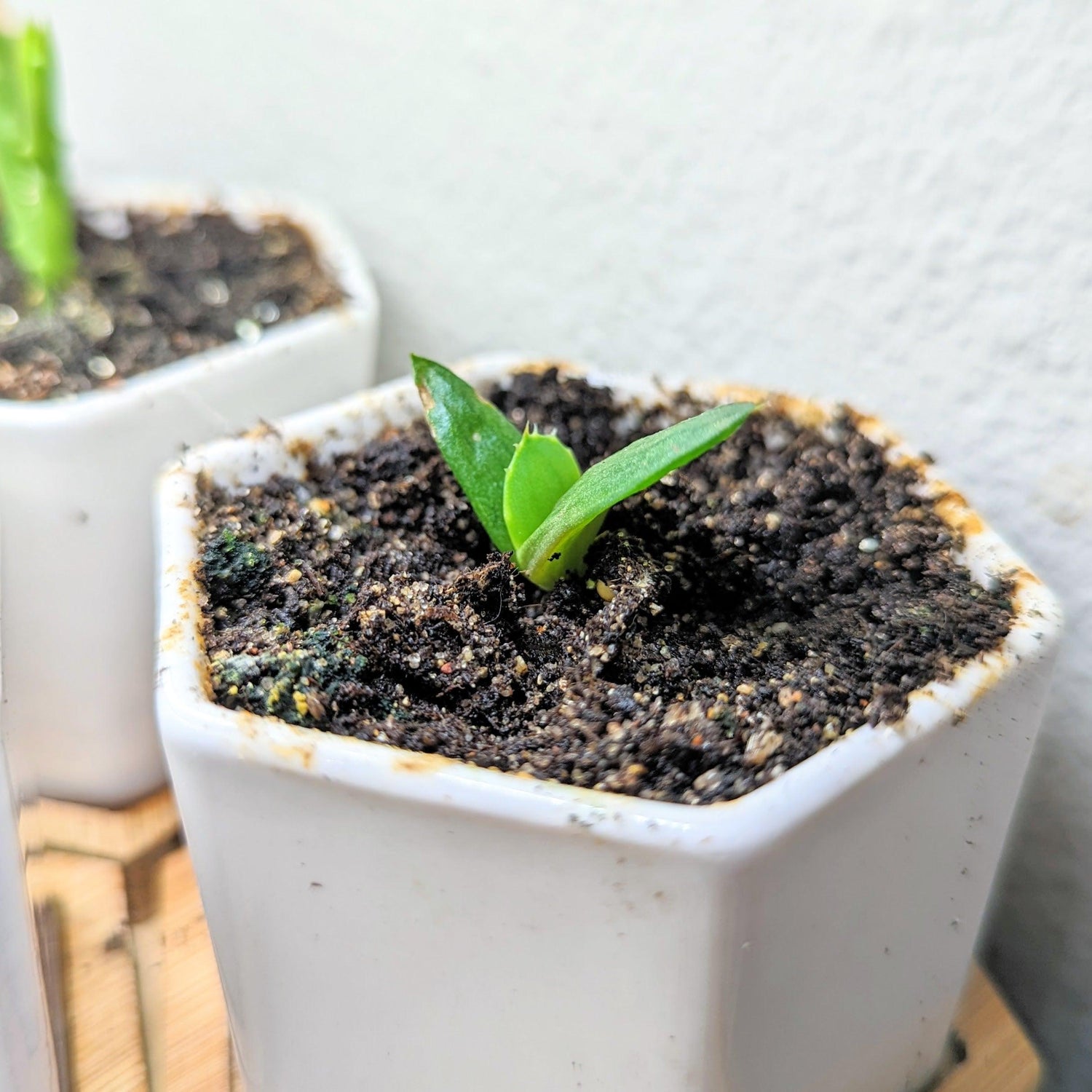Aloe Mix Seeds - Plantflix