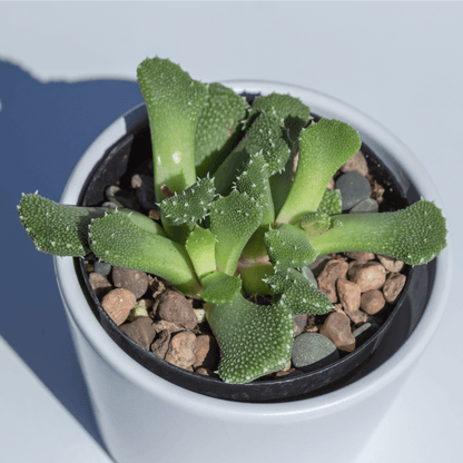 Aloinopsis Seed Mix - Plantflix