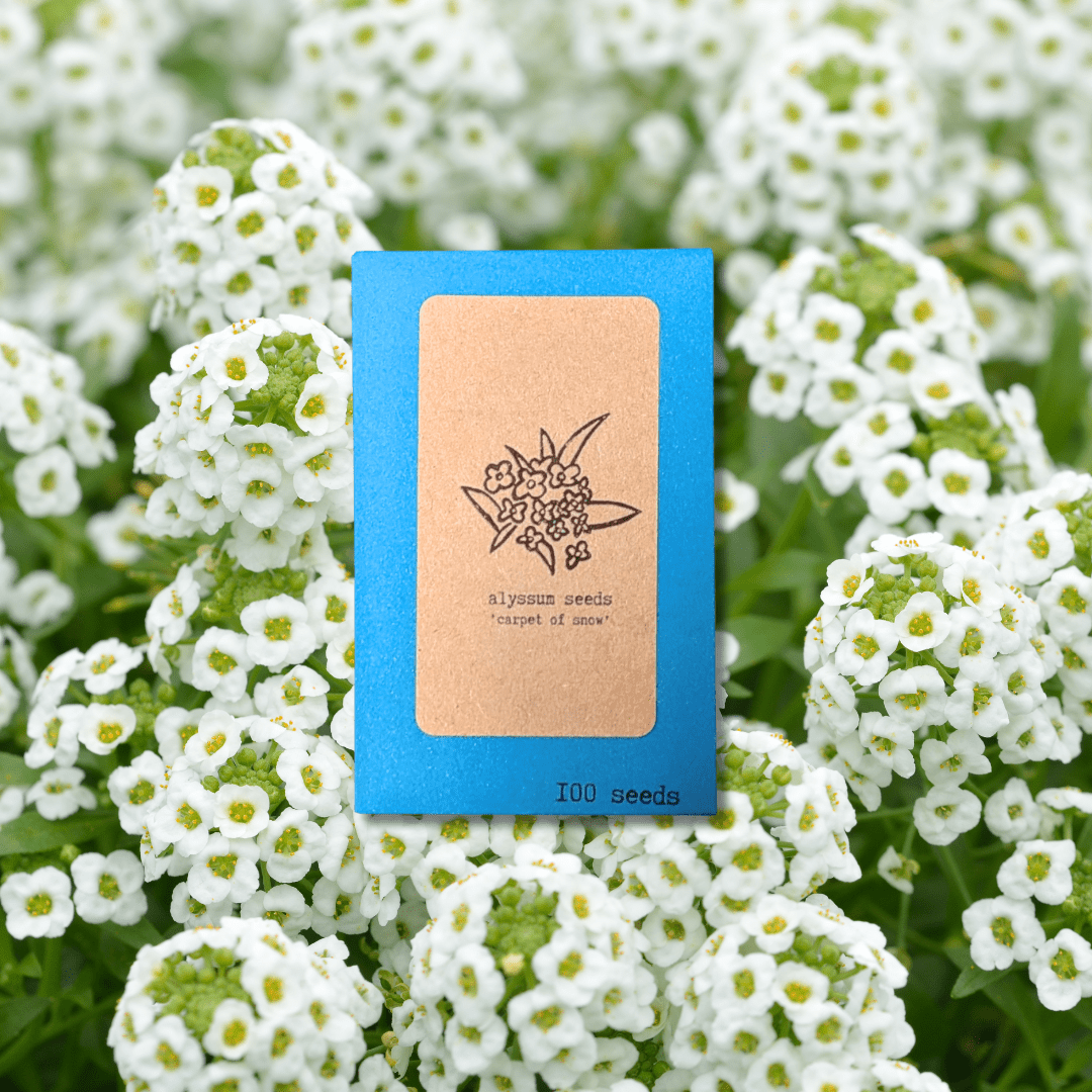 🎁 Alyssum Seeds (100% off) - Plantflix