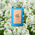 🎁 Alyssum Seeds (100% off) - Plantflix