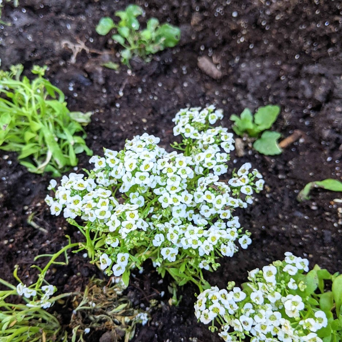 planting alyssum seeds indoors Alyssum Seeds
