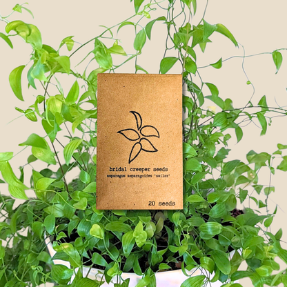 Asparagus Asparagoides Smilax &