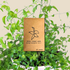 Asparagus Asparagoides Smilax &