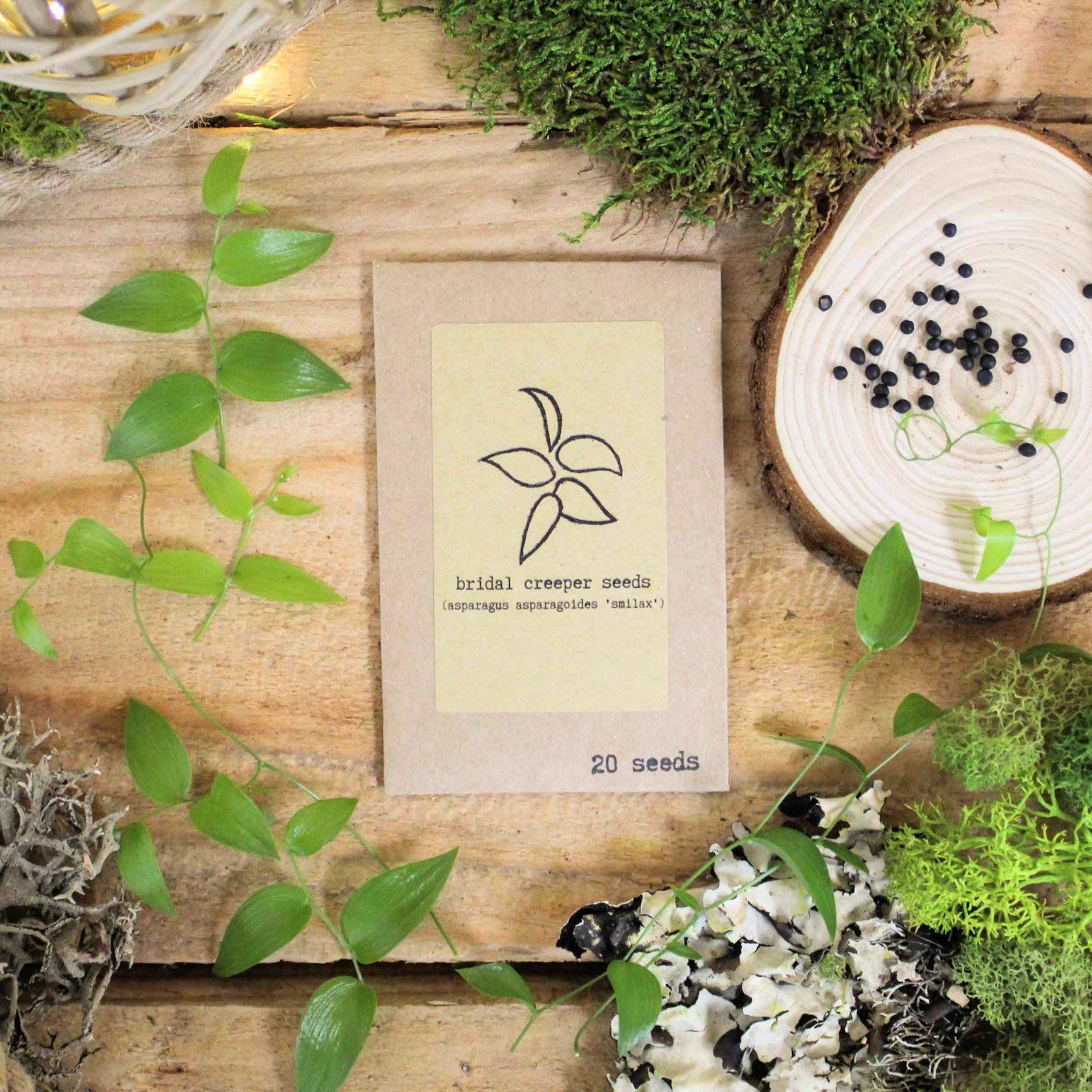 Asparagus Asparagoides Smilax 'Bridal Creeper' Seeds Plantflix