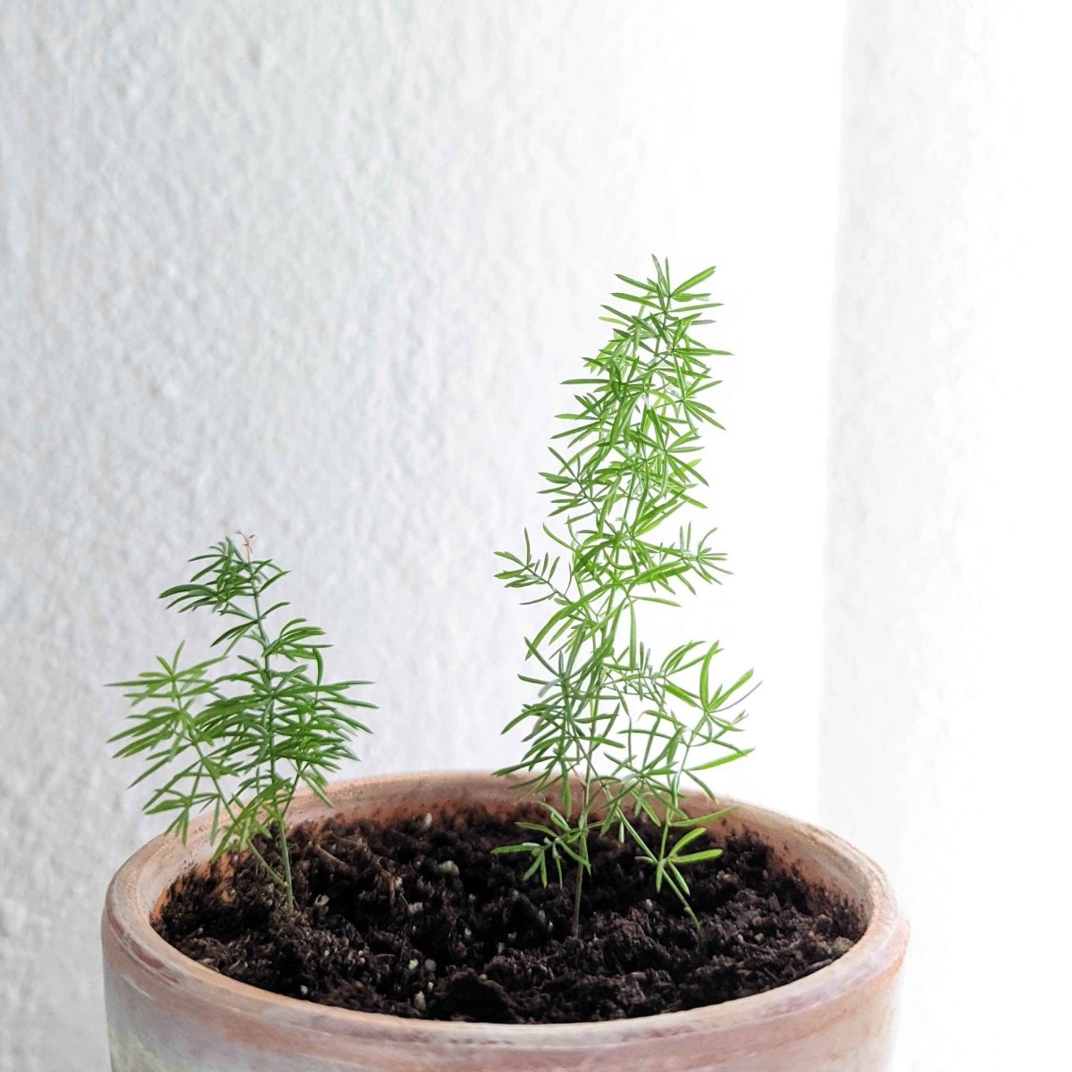 is foxtail fern an indoor plant Asparagus Meyeri 'Foxtail Fern' Seeds