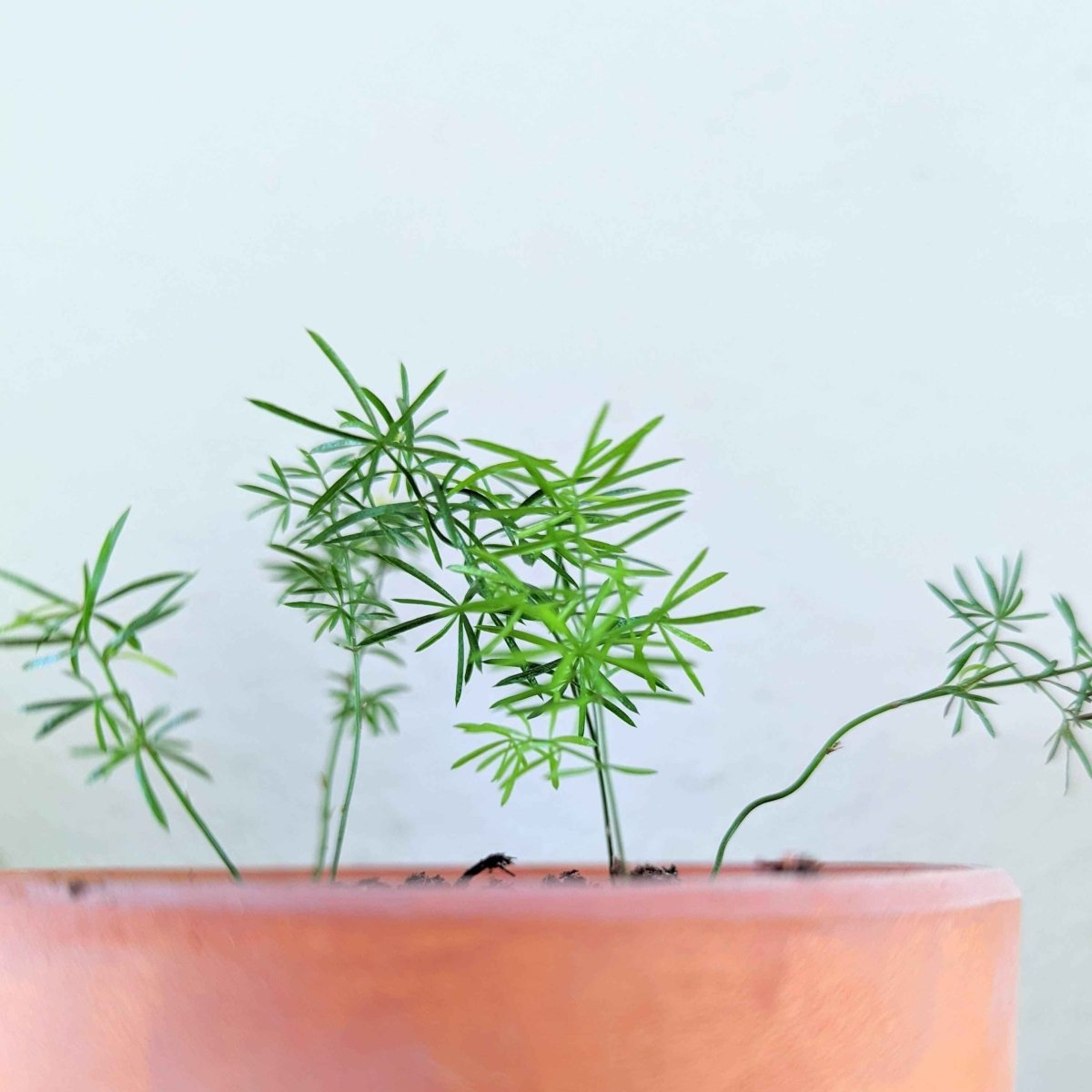 foxtail fern indoor plant care Asparagus Meyeri 'Foxtail Fern' Seeds – Plantflix