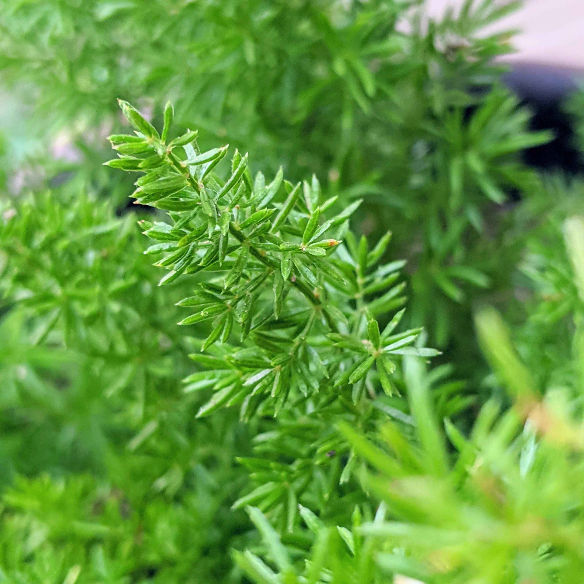 Asparagus Meyeri 'Foxtail Fern' Seeds Plantflix