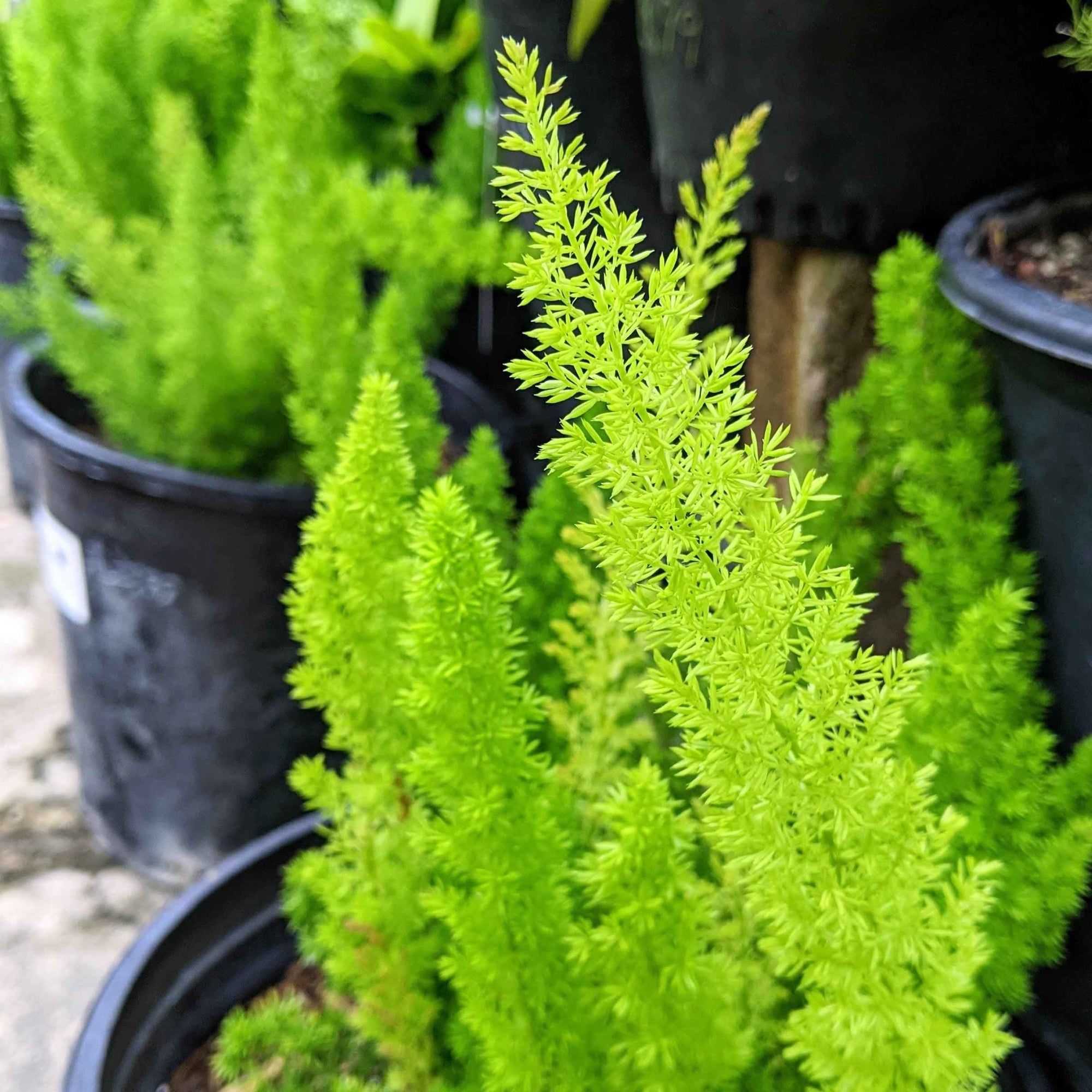Asparagus Meyeri 'Foxtail Fern' Seeds Plantflix