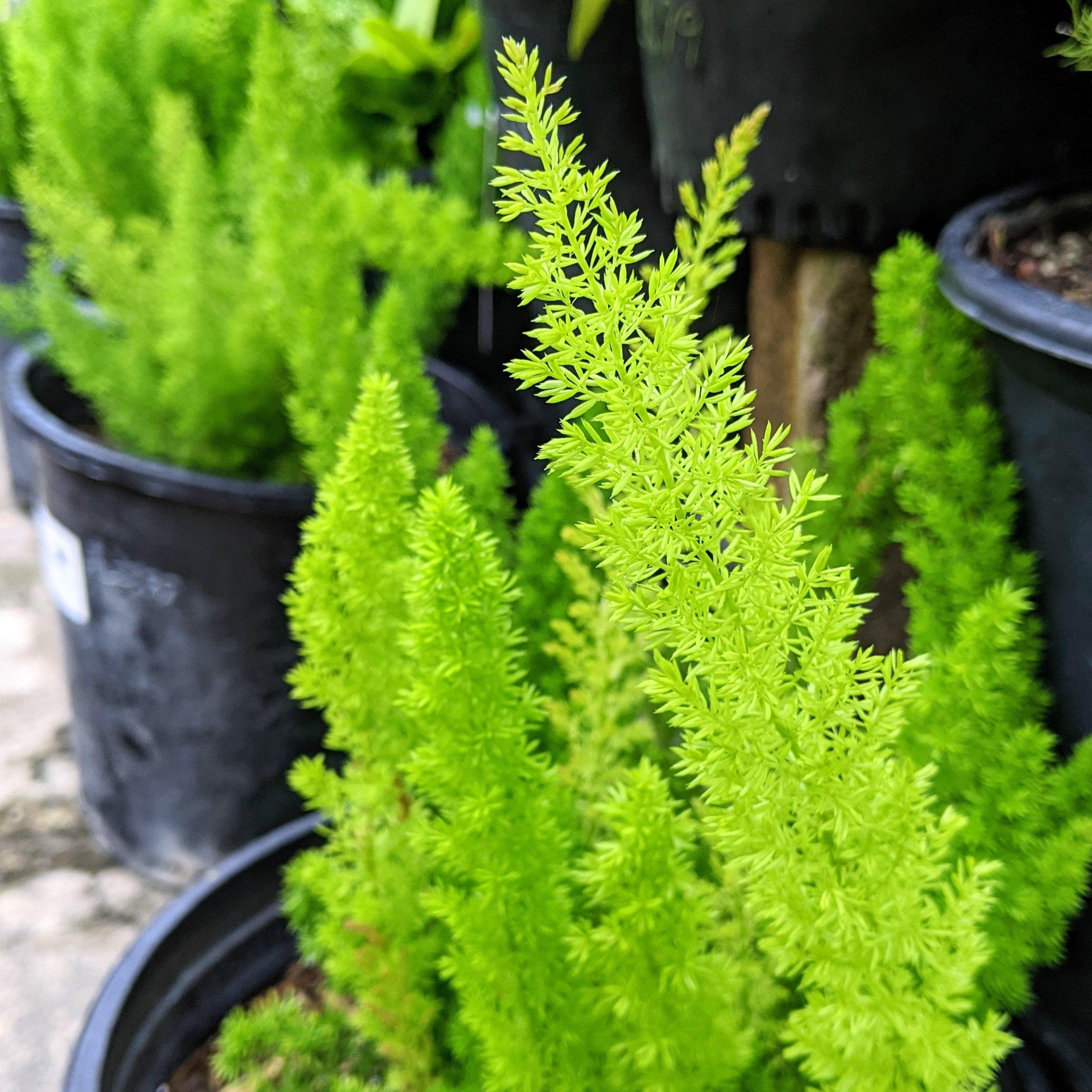 Outsidepride Asparagus Fern Seeds - Meyeri - 25 Seeds