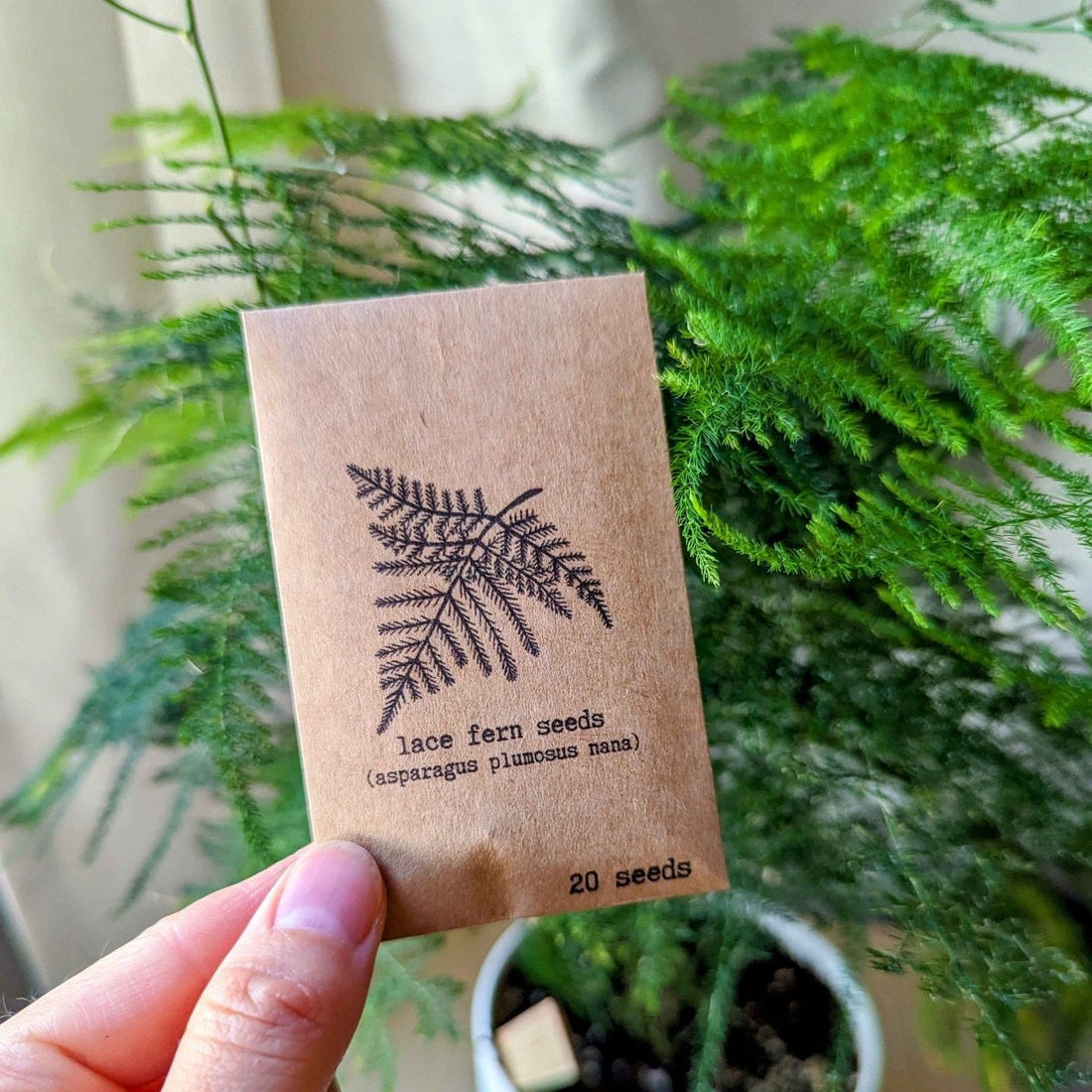 🎁 Asparagus Plumosus Nana &
