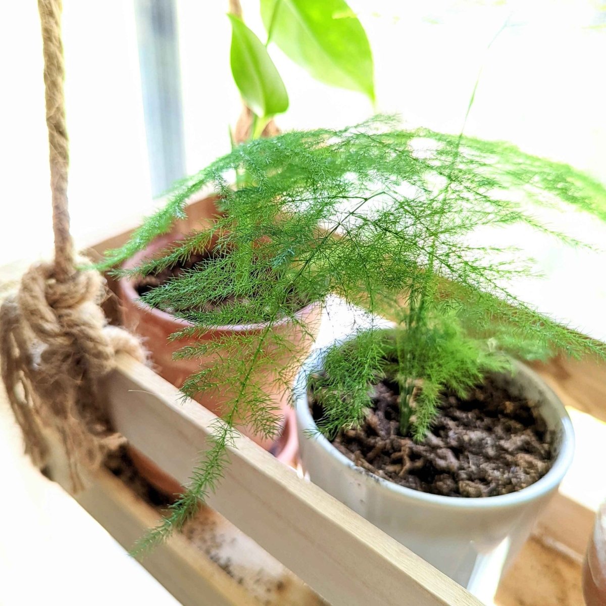 lace fern indoor plant Asparagus Plumosus Nana 'Lace Fern'