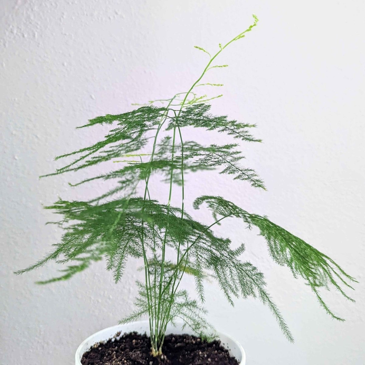 lace fern indoor plant Asparagus Plumosus Nana 'Lace Fern'