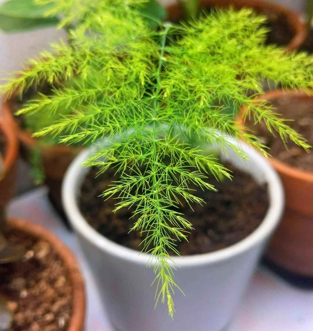 fern plant seeds Asparagus Plumosus Nana 'Lace Fern'